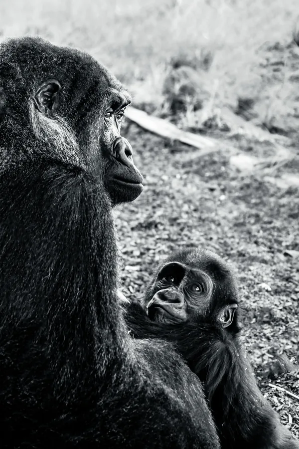 Western lowland gorilla mother and baby, black and white wildlife portrait
